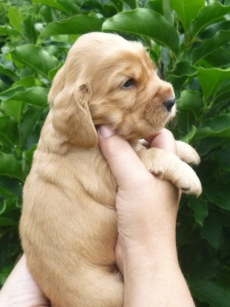 30 - 5.pejsek (tm. zelená).JPG